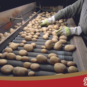 Siemer's Hofladen Kartoffeln
