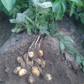 Siemer's Hofladen Kartoffeln