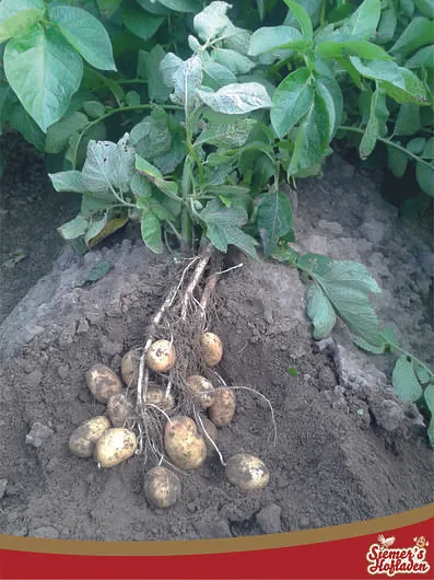 Siemer's Hofladen Kartoffeln